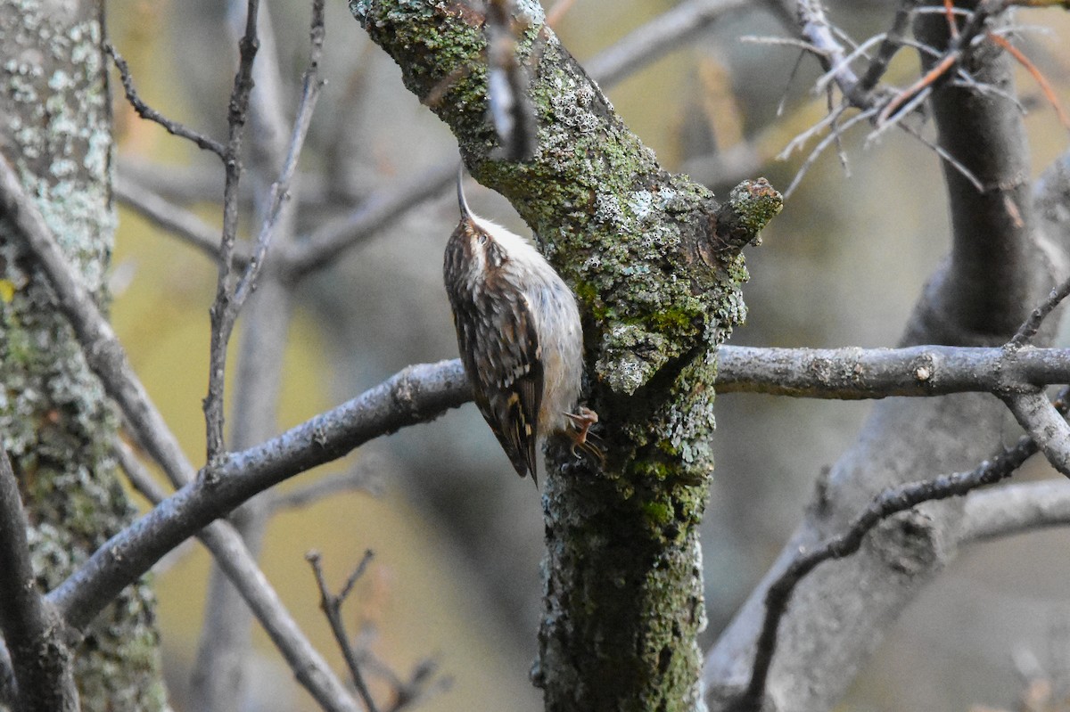 Short-toed Treecreeper - ML647673286