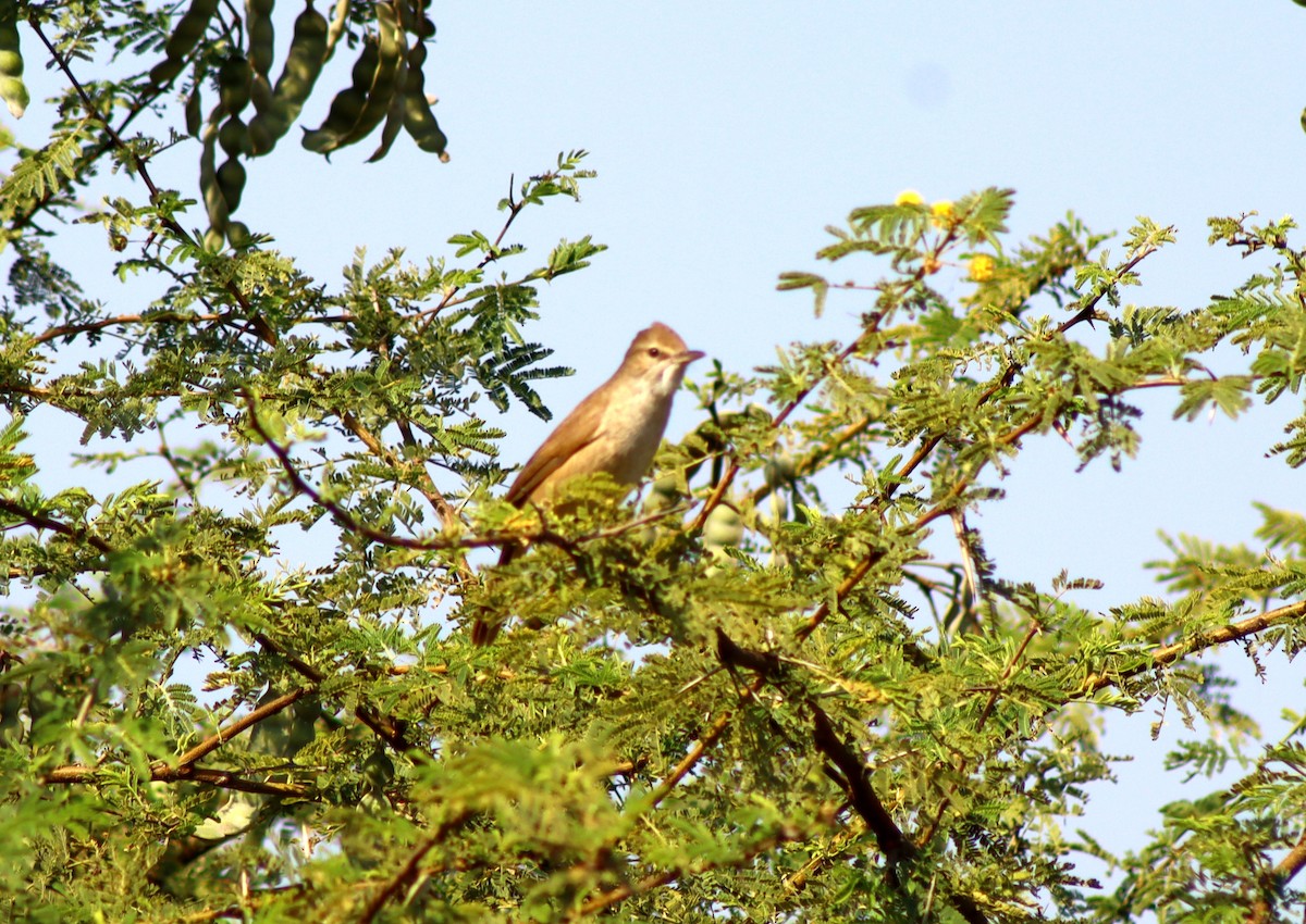 Clamorous Reed Warbler - ML647673288