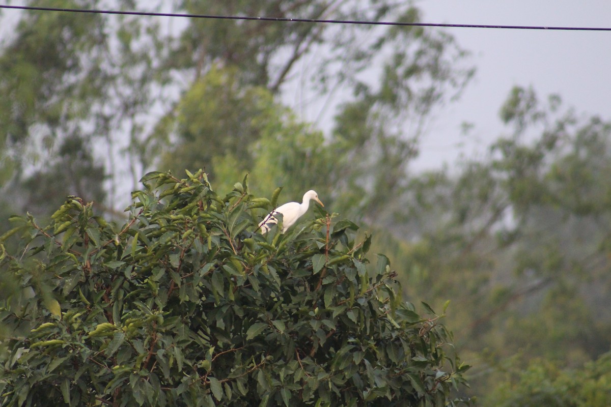 Medium Egret - ML647673290