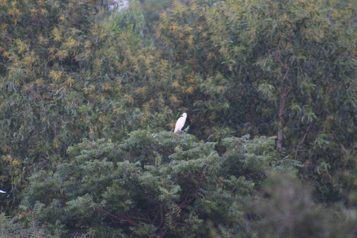 Medium Egret - ML647673291