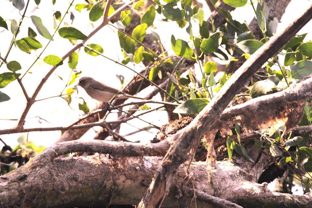 Clamorous Reed Warbler - ML647673294