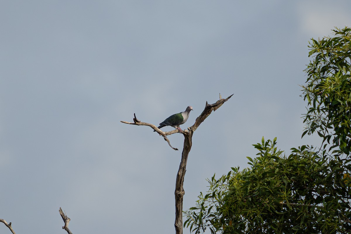 Green Imperial-Pigeon - ML647673295