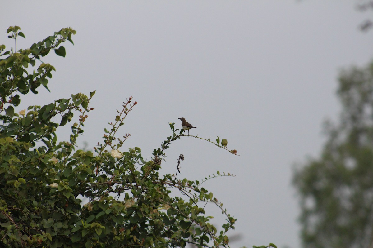Purple-rumped Sunbird - ML647673297