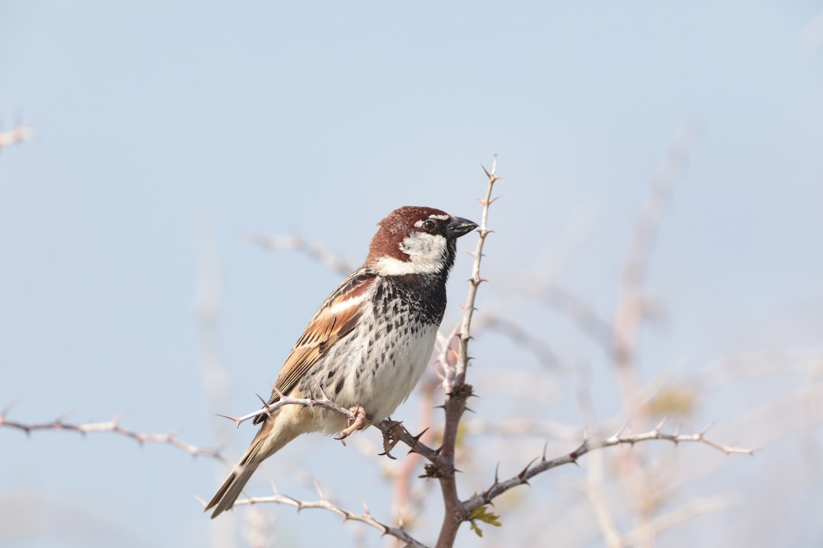 Spanish Sparrow - ML647673300