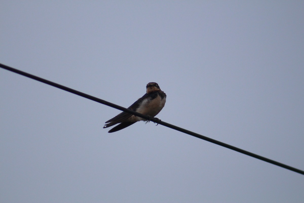 Barn Swallow - ML647673301