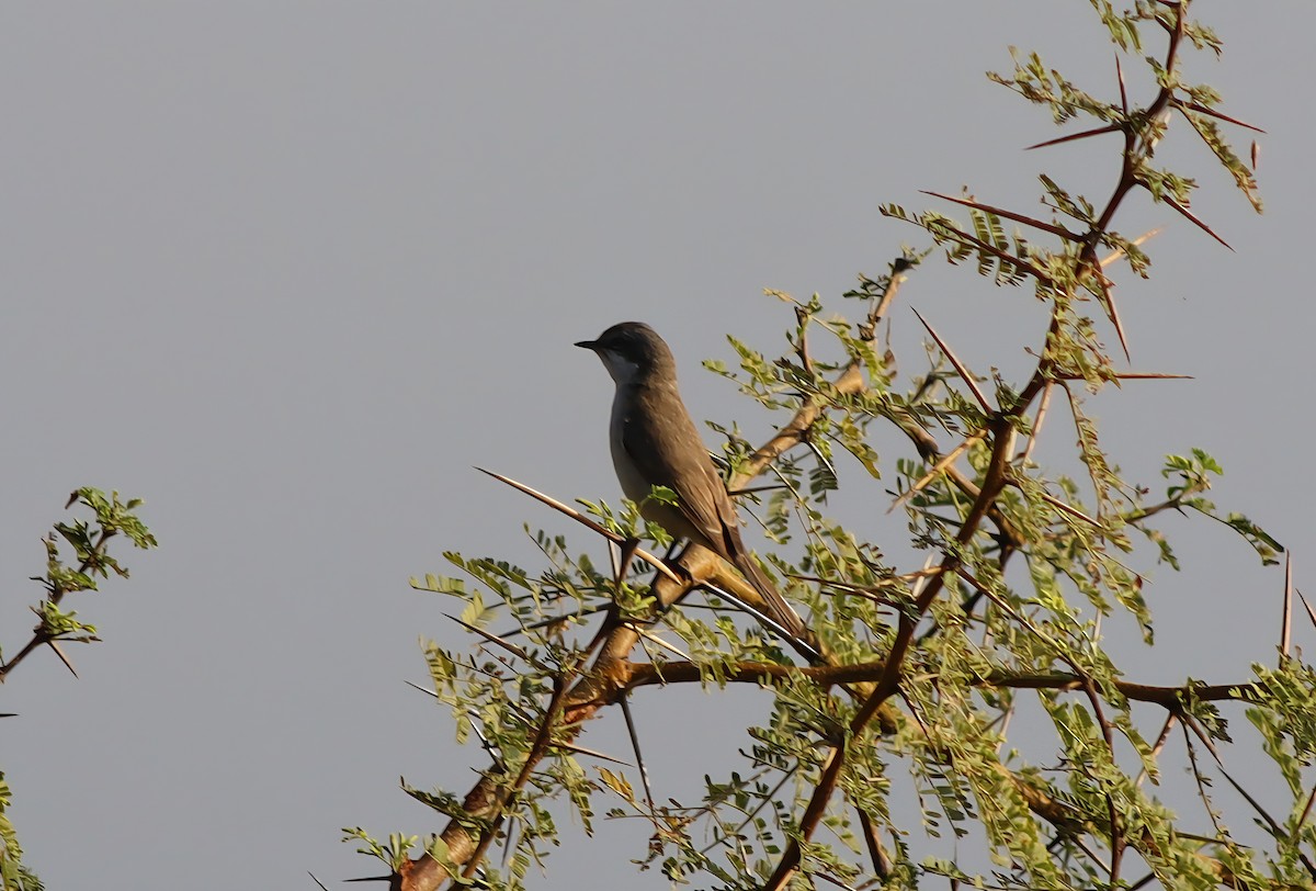 Lesser Whitethroat - ML647673302