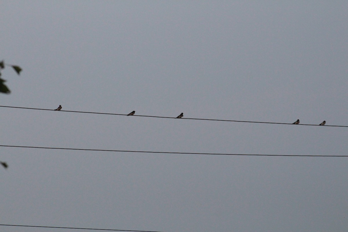 Barn Swallow - ML647673304