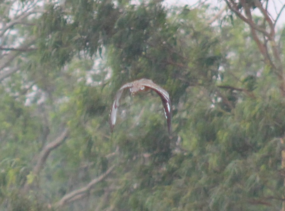 Indian Thick-knee - ML647673306