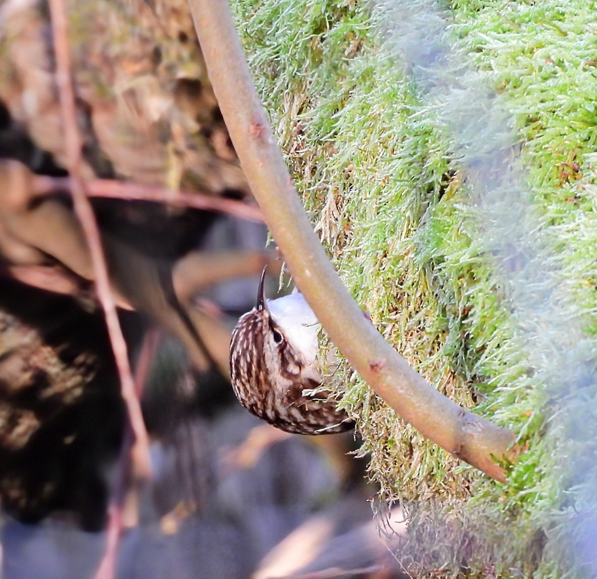 Eurasian Treecreeper - ML647673307