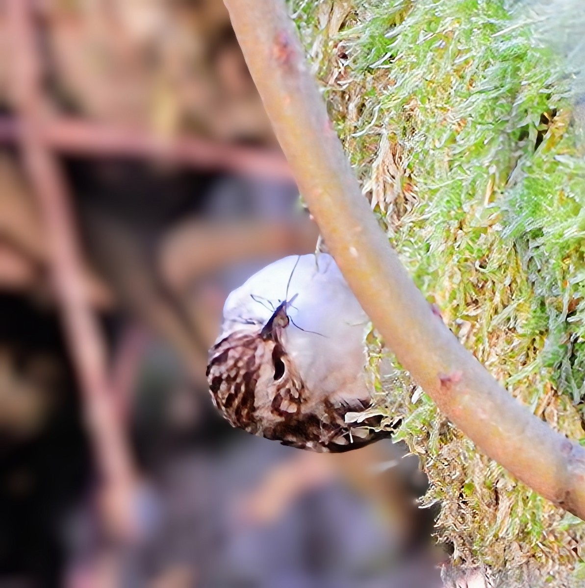 Eurasian Treecreeper - ML647673308