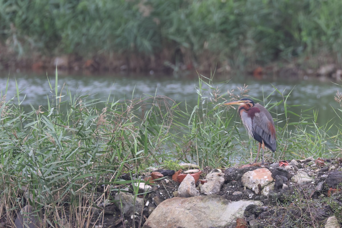 Purple Heron (Purple) - ML647673309