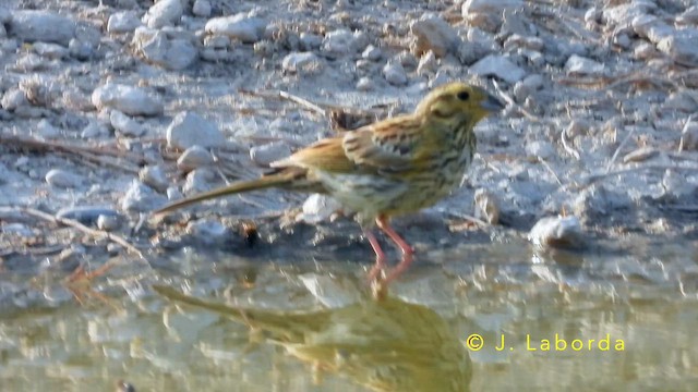Cirl Bunting - ML647673310