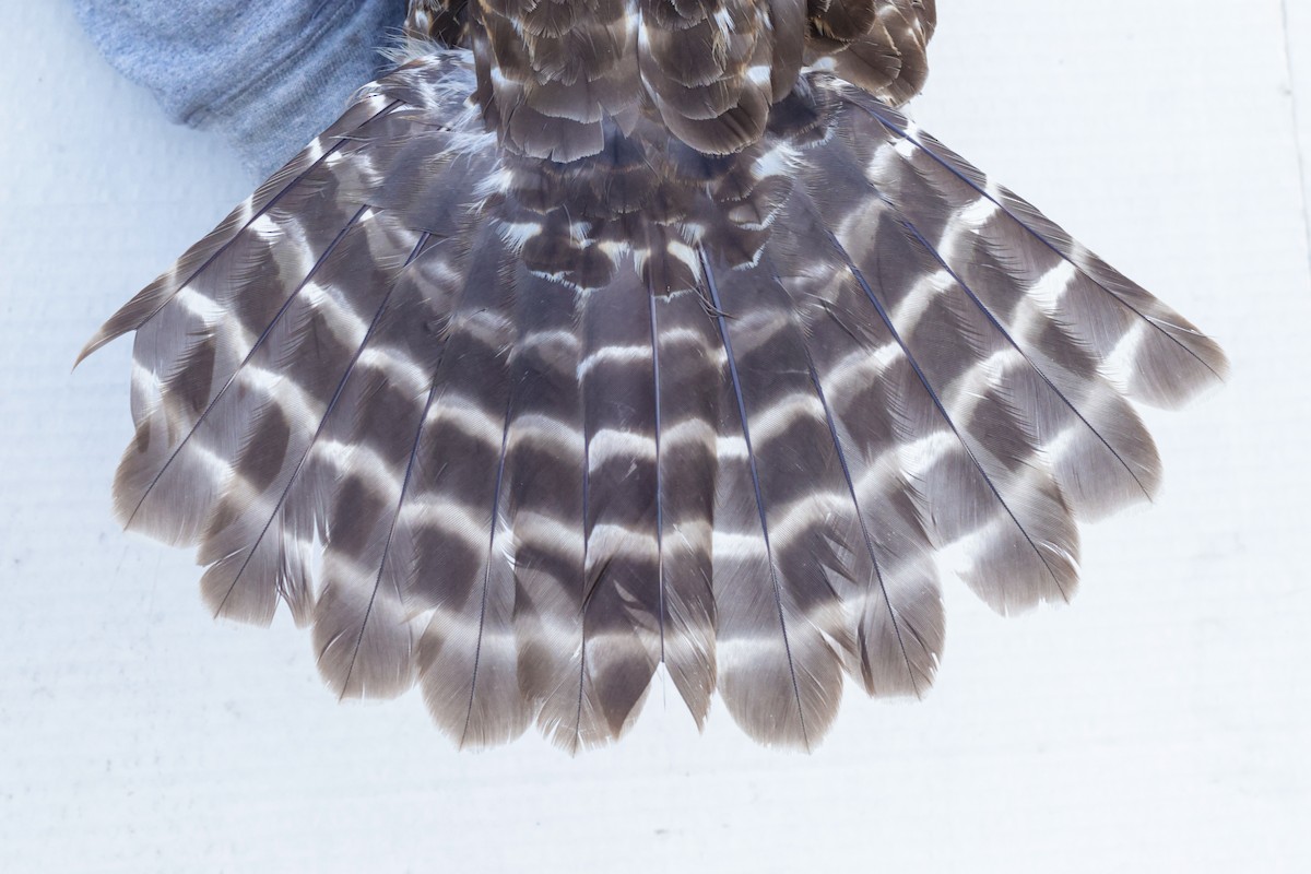 Red-shouldered Hawk (elegans) - ML647673311