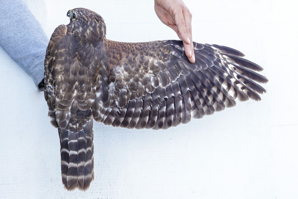 Red-shouldered Hawk (elegans) - ML647673312