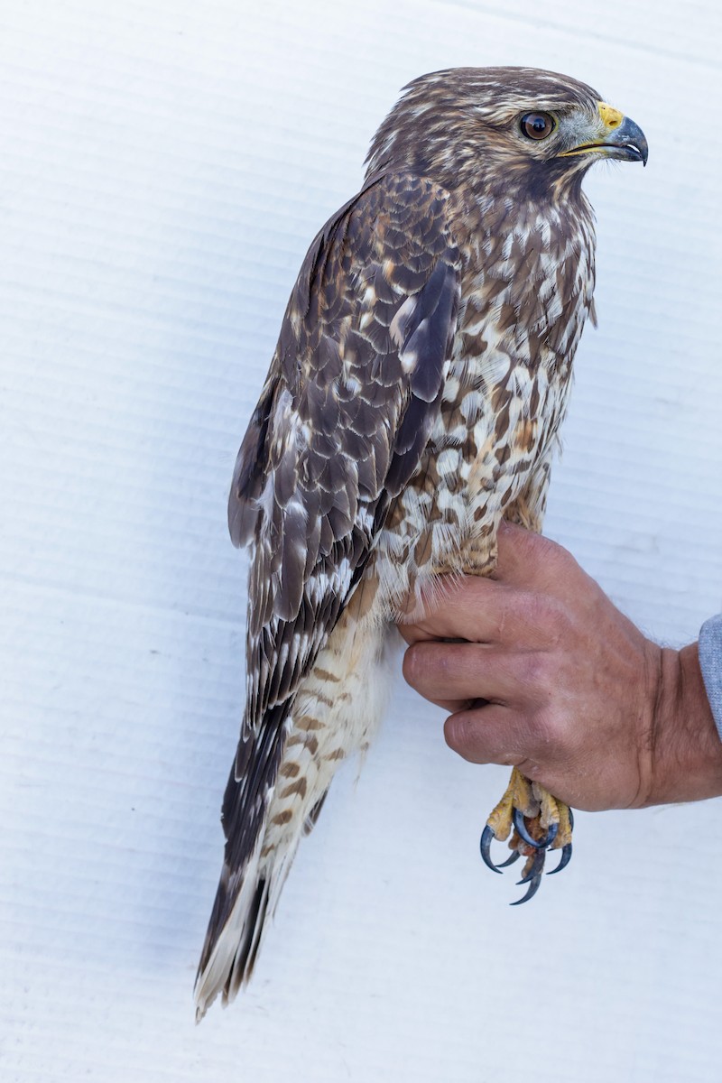 Red-shouldered Hawk (elegans) - ML647673313