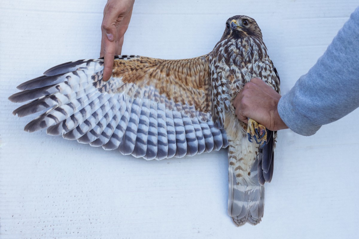 Red-shouldered Hawk (elegans) - ML647673314