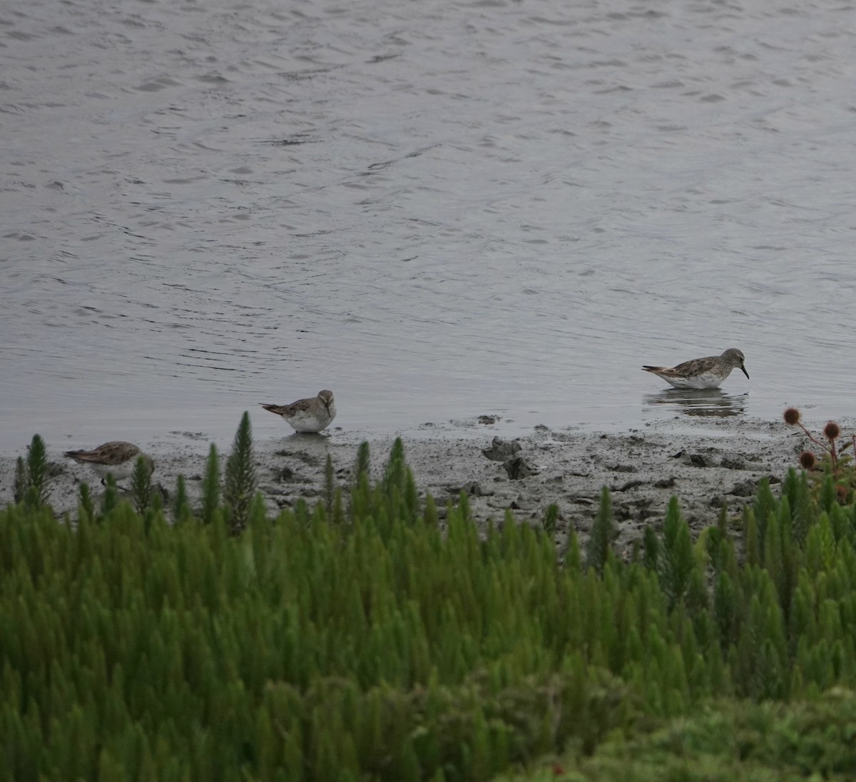 jespák tundrový - ML647673319