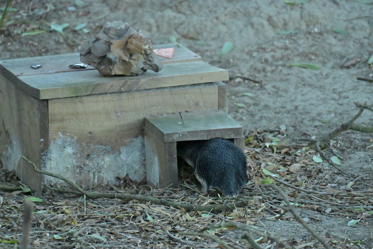 Little Penguin - ML647673322