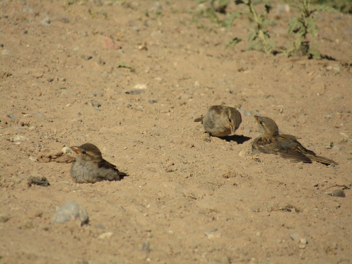 Gorrión Común - ML647673341