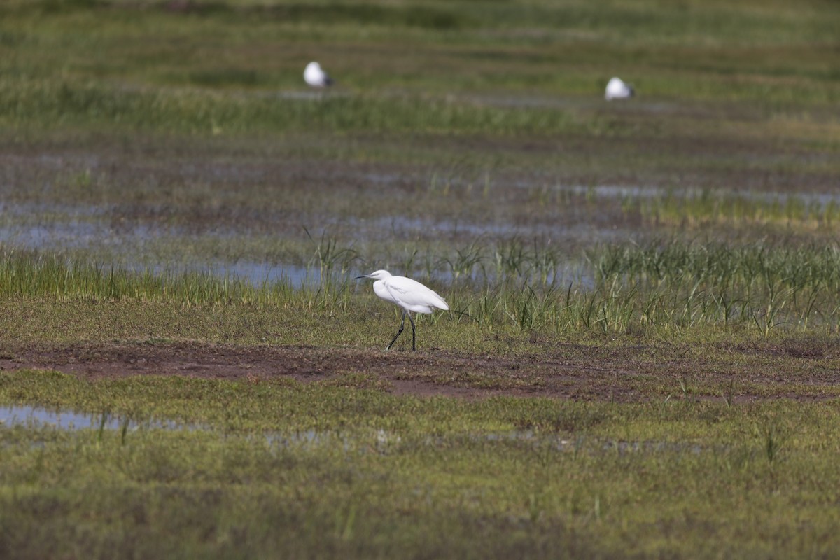 Little Egret - ML647673349