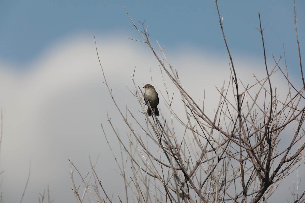 Cetti's Warbler - ML647673389