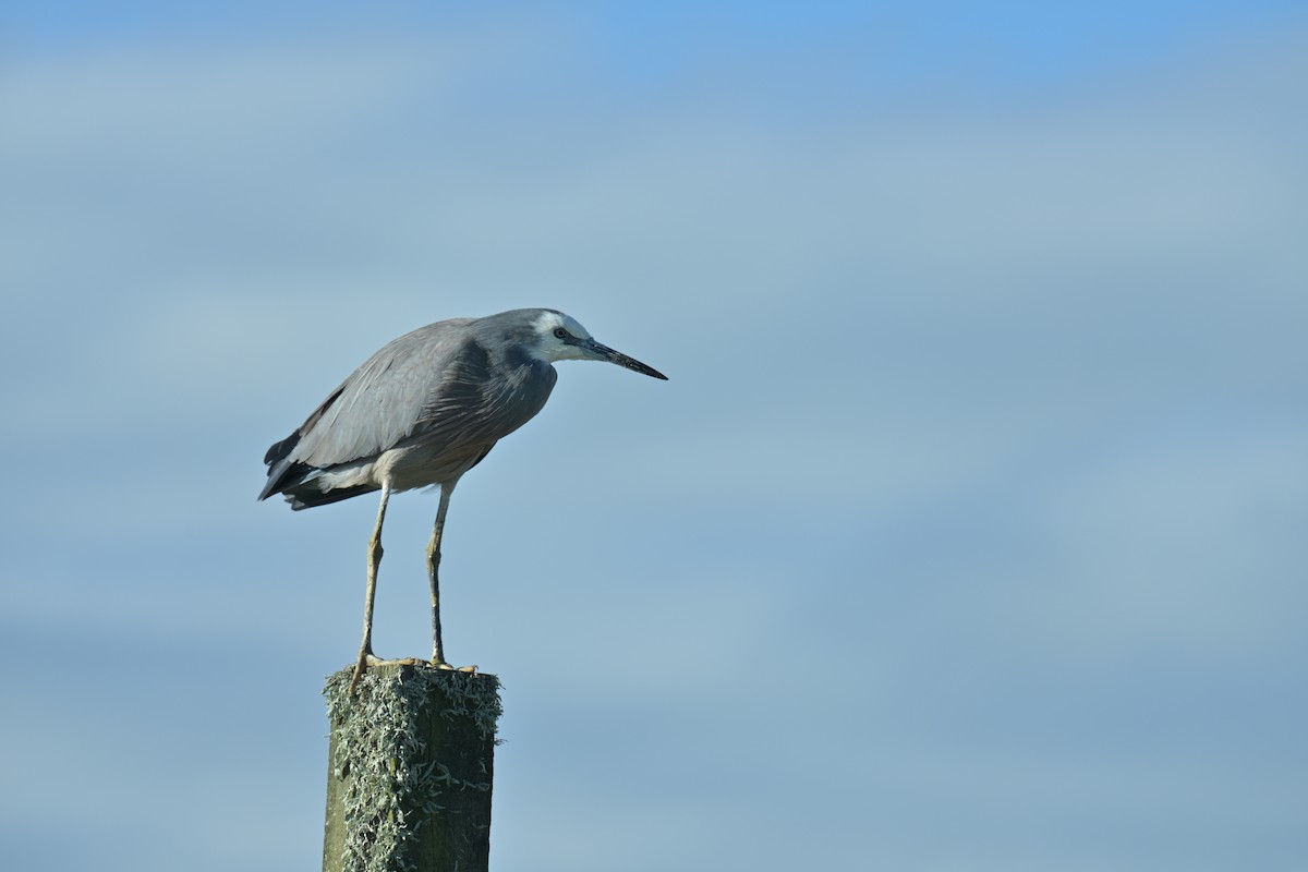 White-faced Heron - ML647673413
