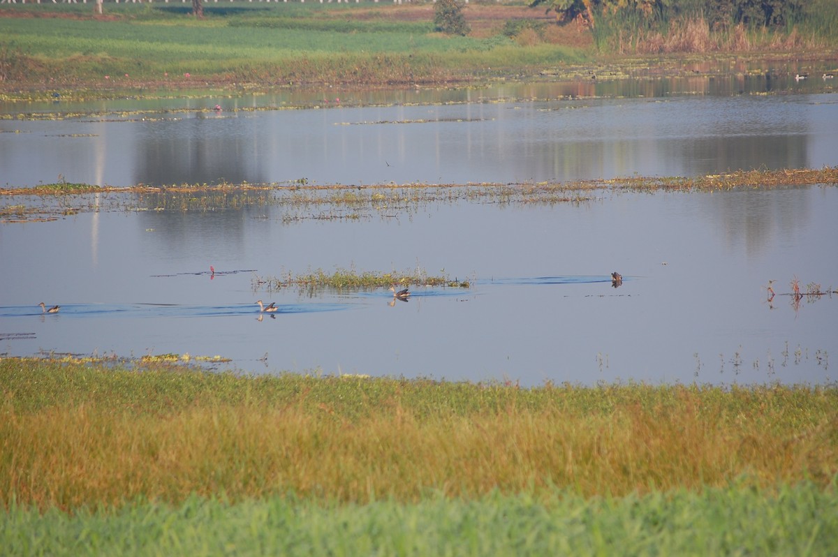 Zuhaitz-ahate javatarra - ML647673429