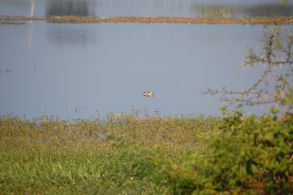 Zuhaitz-ahate javatarra - ML647673433