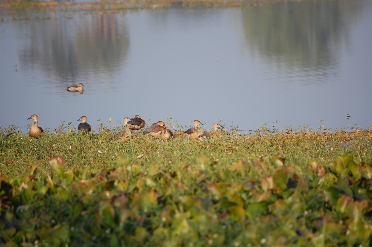 Zuhaitz-ahate javatarra - ML647673436