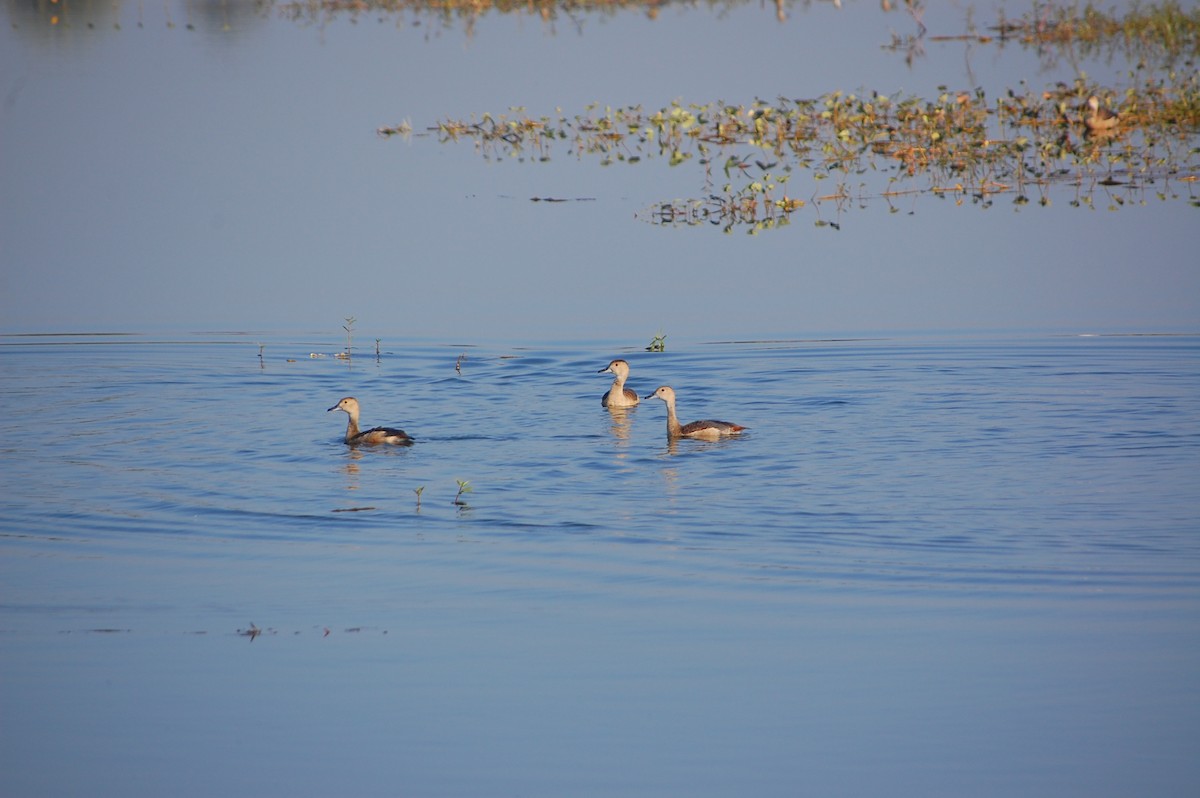 Zuhaitz-ahate javatarra - ML647673439