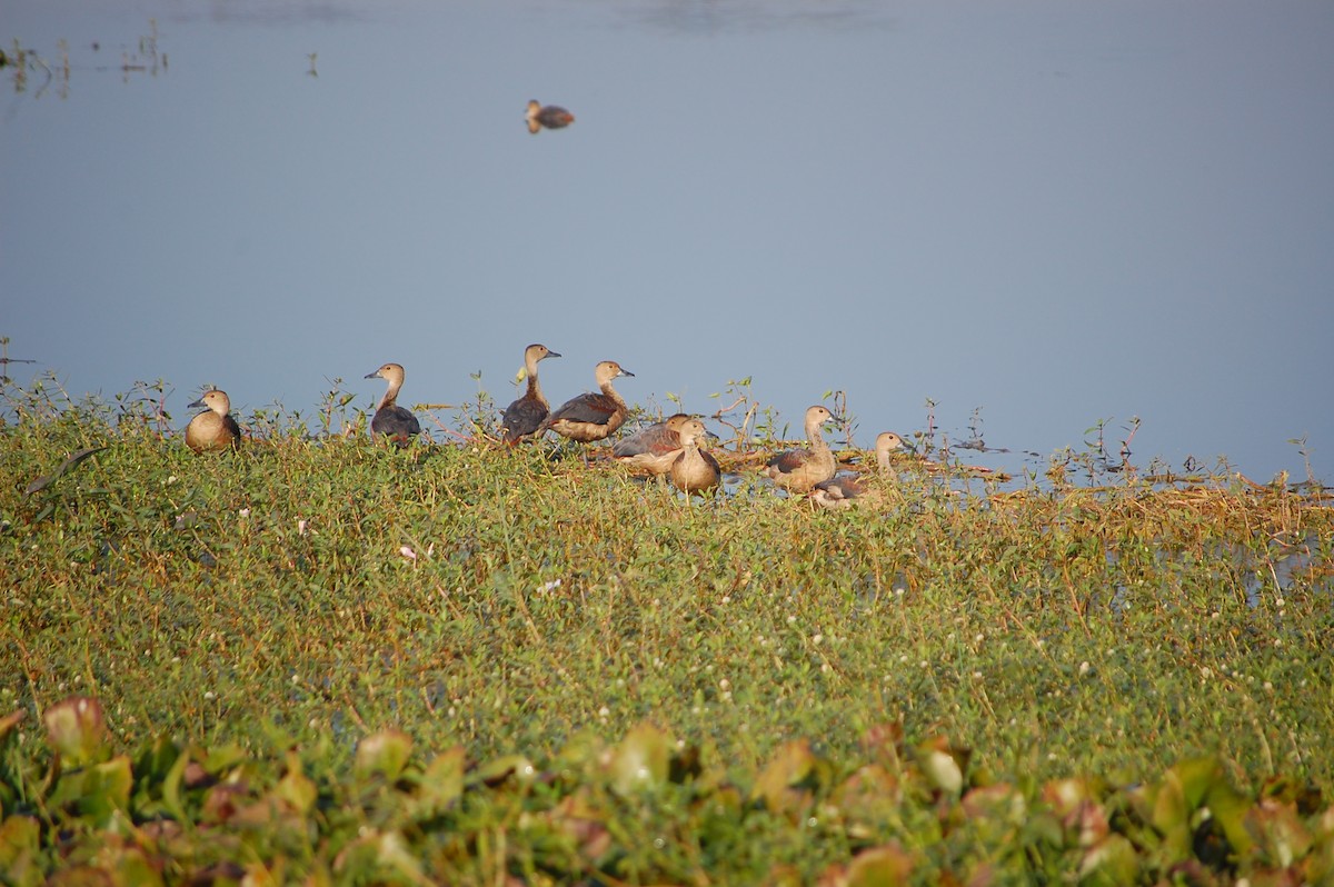 Zuhaitz-ahate javatarra - ML647673440