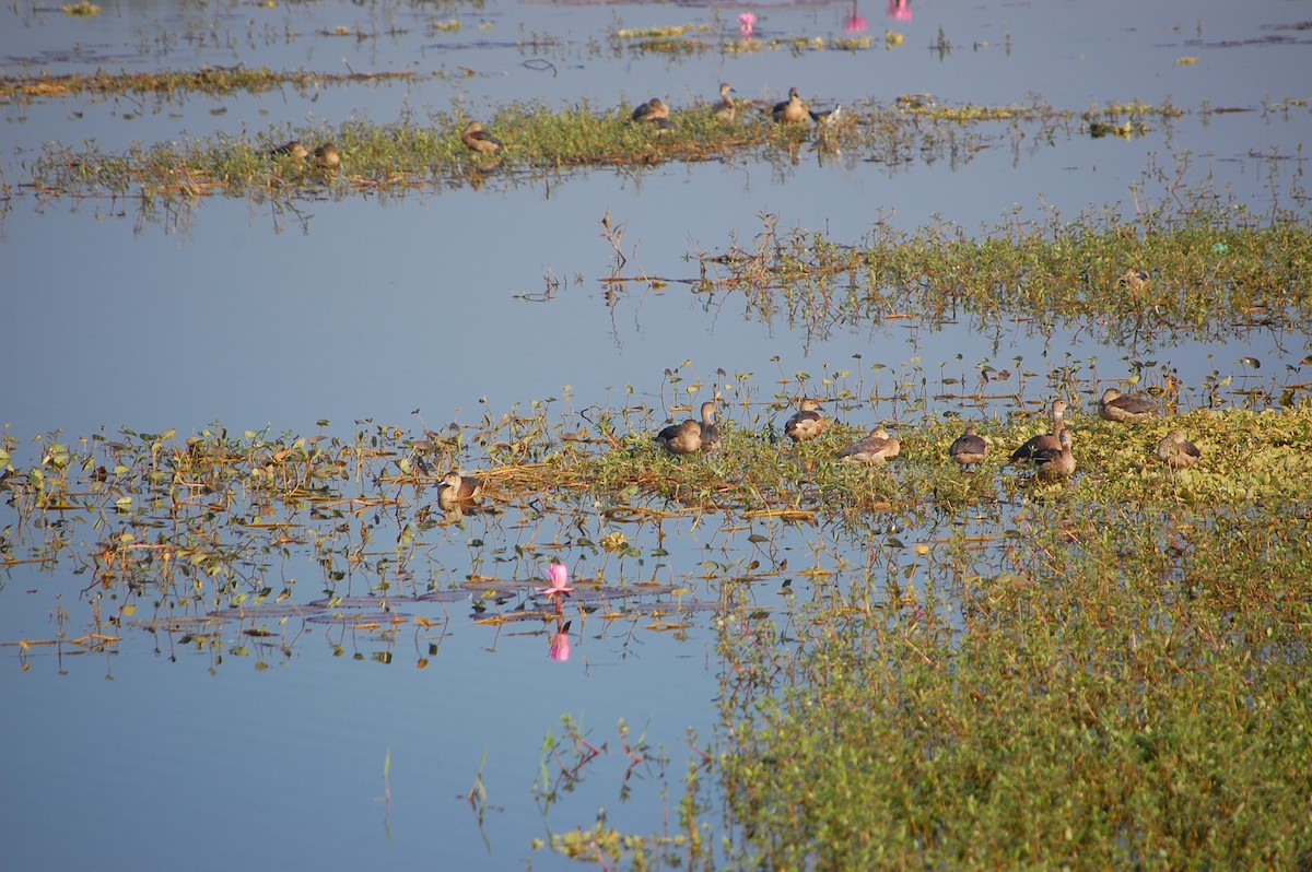 Zuhaitz-ahate javatarra - ML647673441