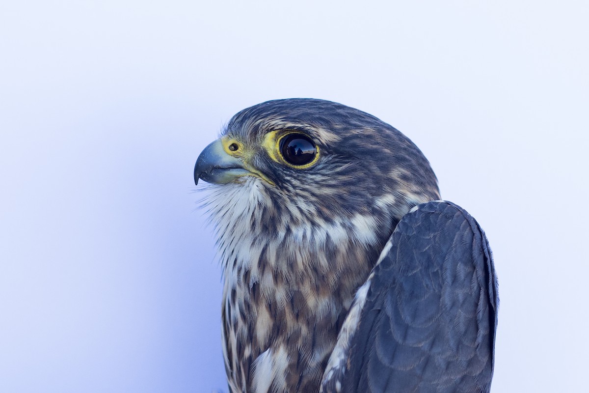 Merlin - ML647673457