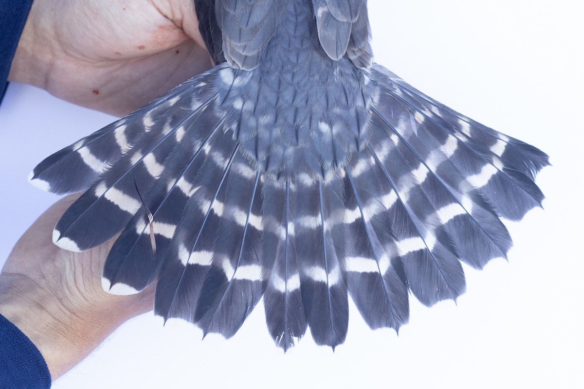 Merlin - ML647673458