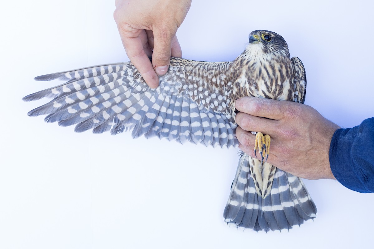 Merlin - ML647673459