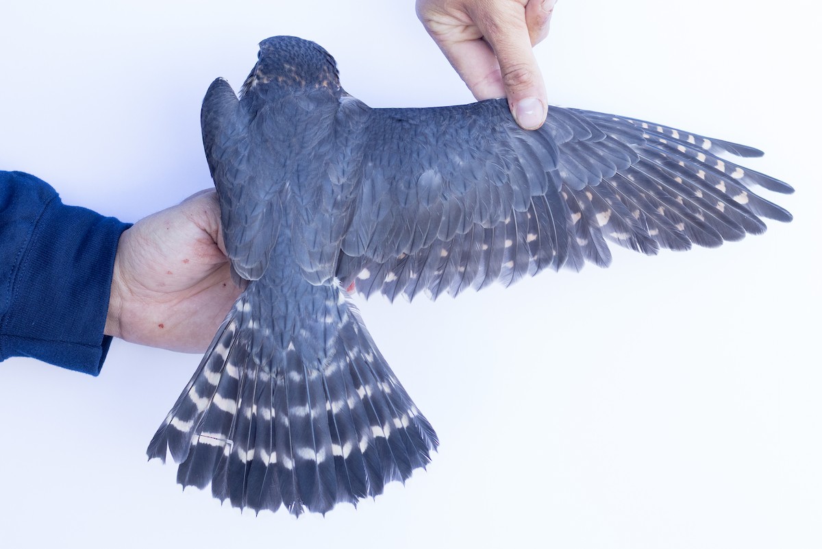 Merlin - ML647673460