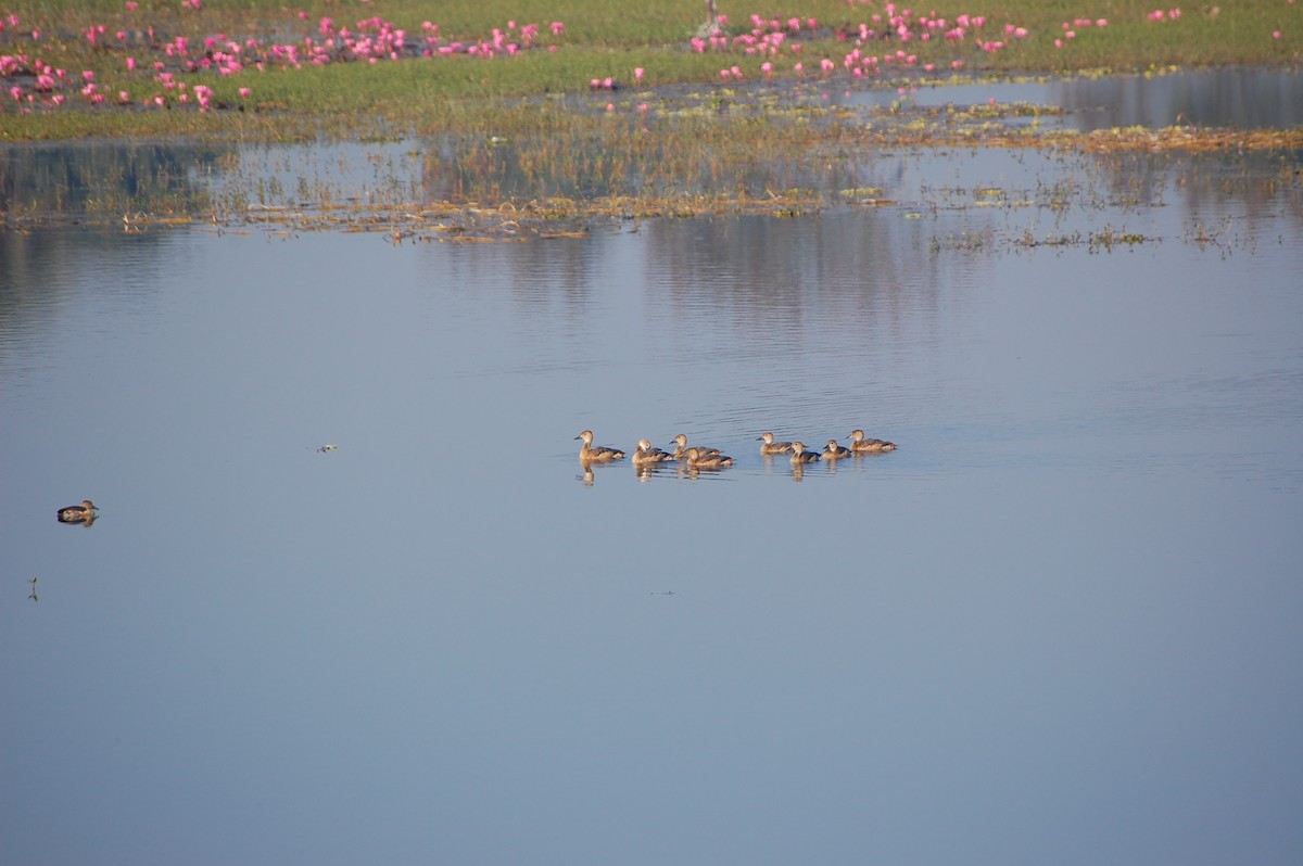 Zuhaitz-ahate javatarra - ML647673474