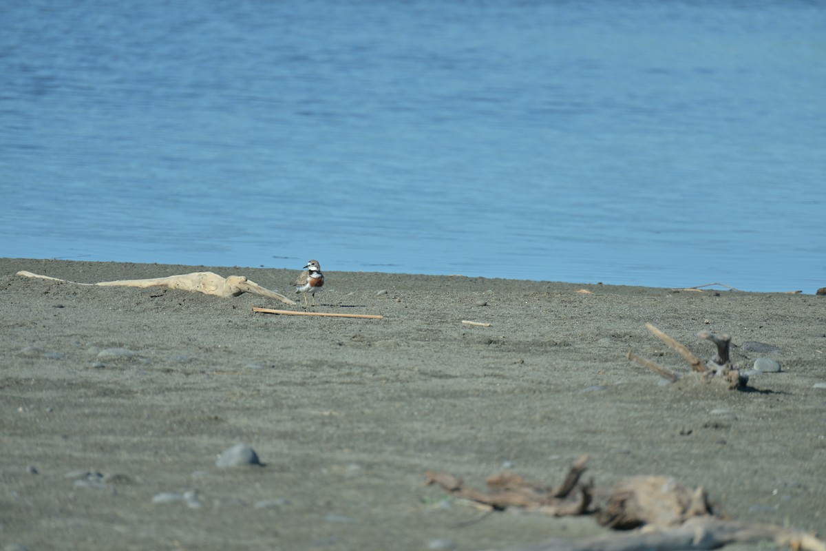 Double-banded Plover - ML647673481