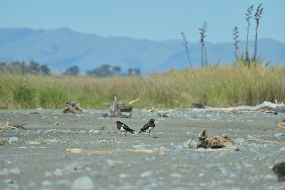 South Island Oystercatcher - ML647673485