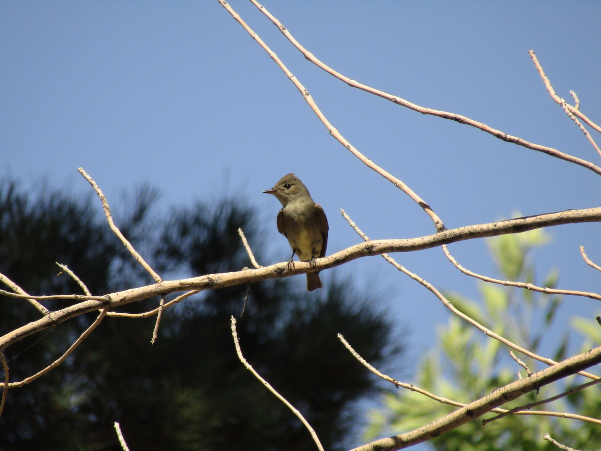 Western Wood-Pewee - ML647673489