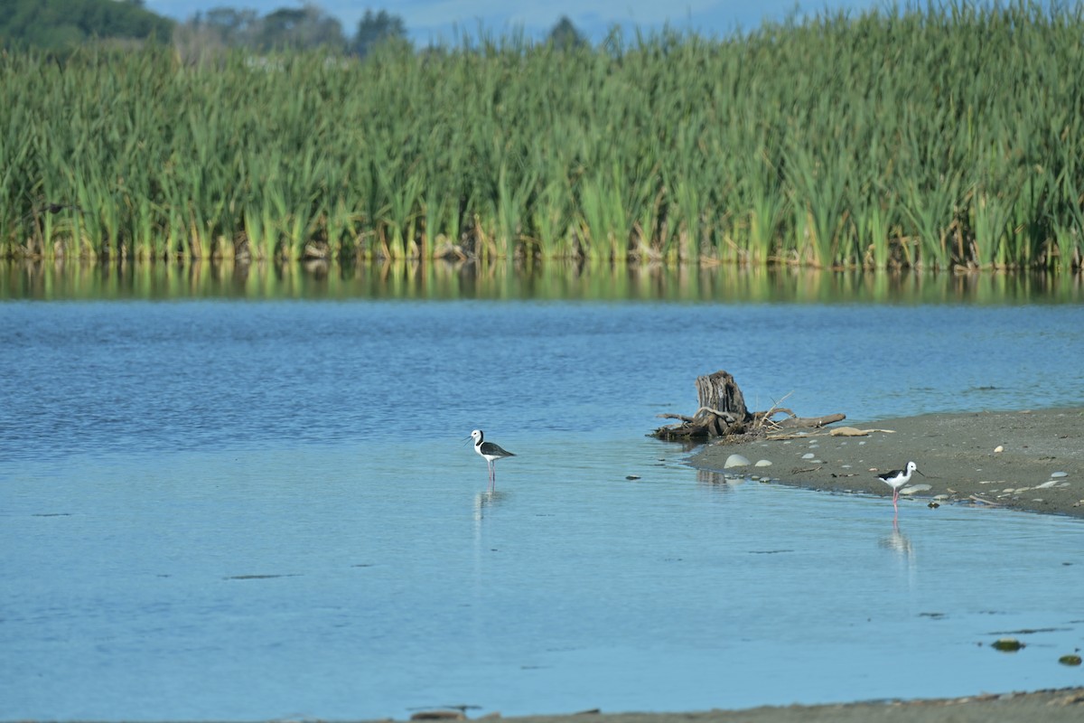 Pied Stilt - ML647673494