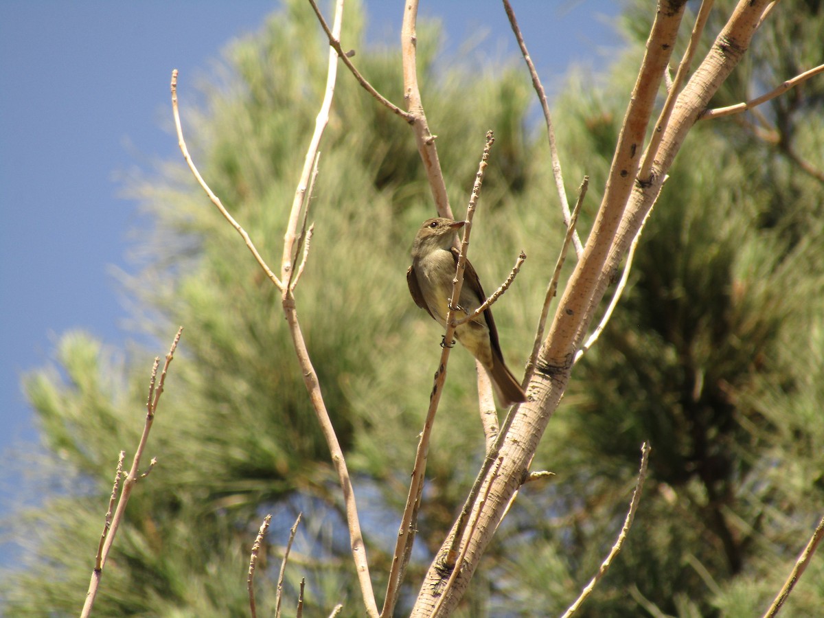 Western Wood-Pewee - ML647673501