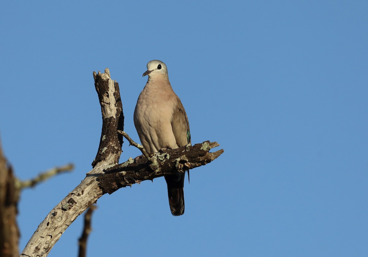 Горлиця сомалійська - ML647673503