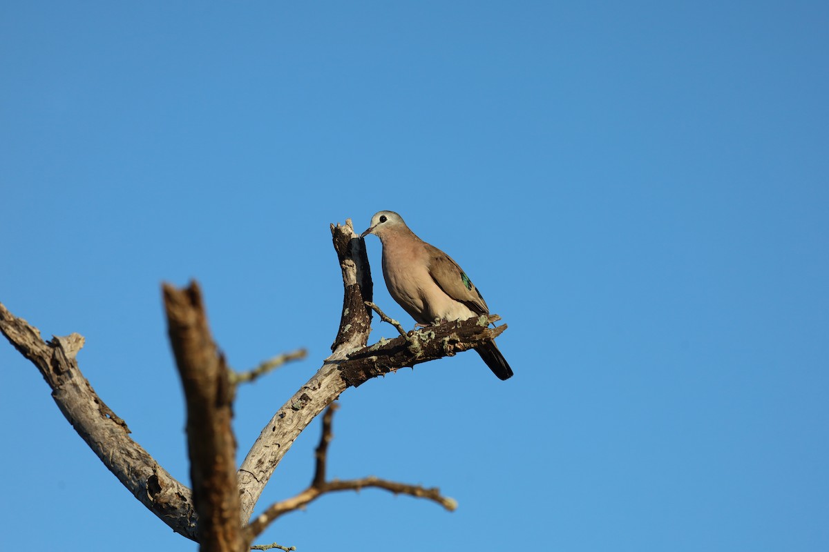 Горлиця сомалійська - ML647673504