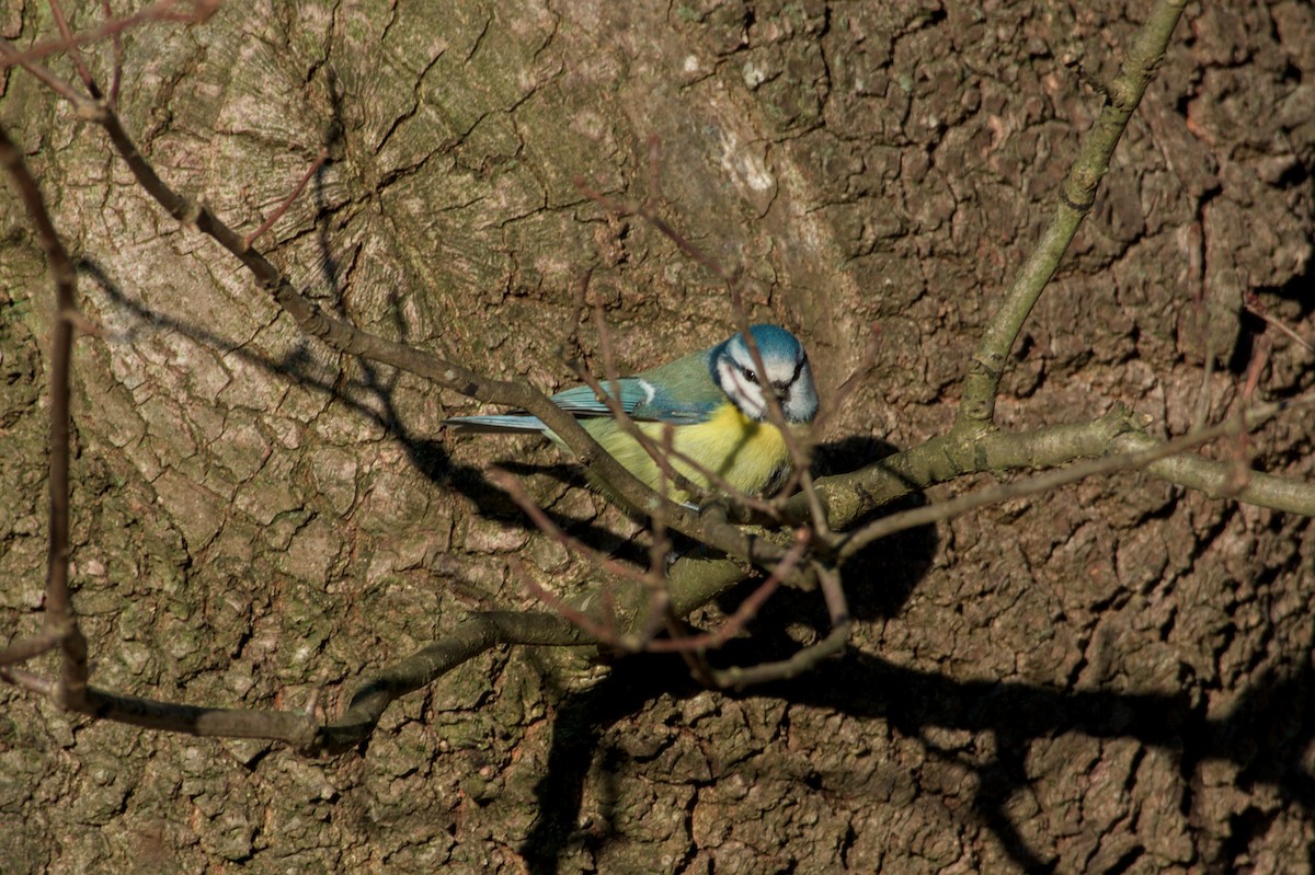 Eurasian Blue Tit - ML647673509