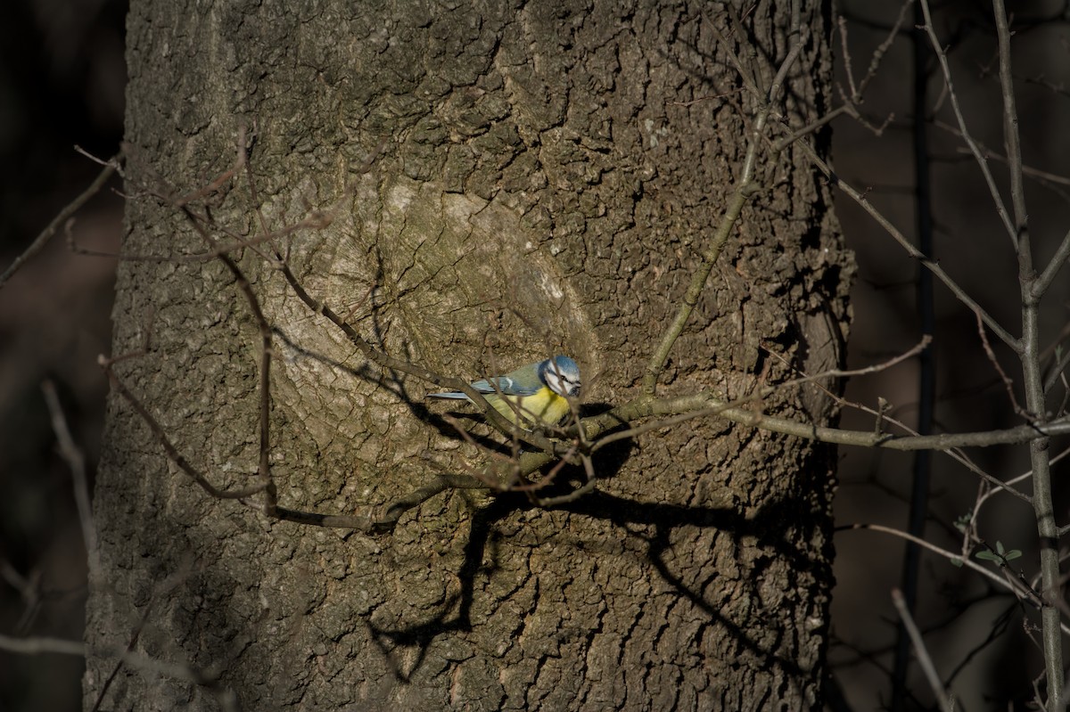 Eurasian Blue Tit - ML647673510
