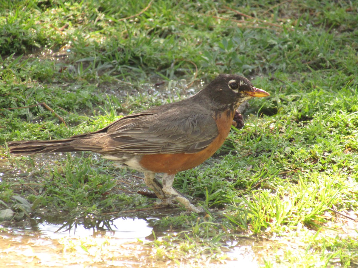 American Robin - ML647673516