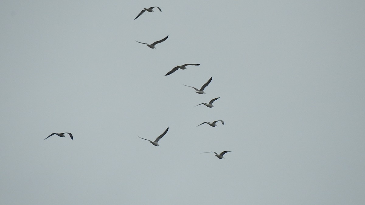 鷗亞科 - ML647673524