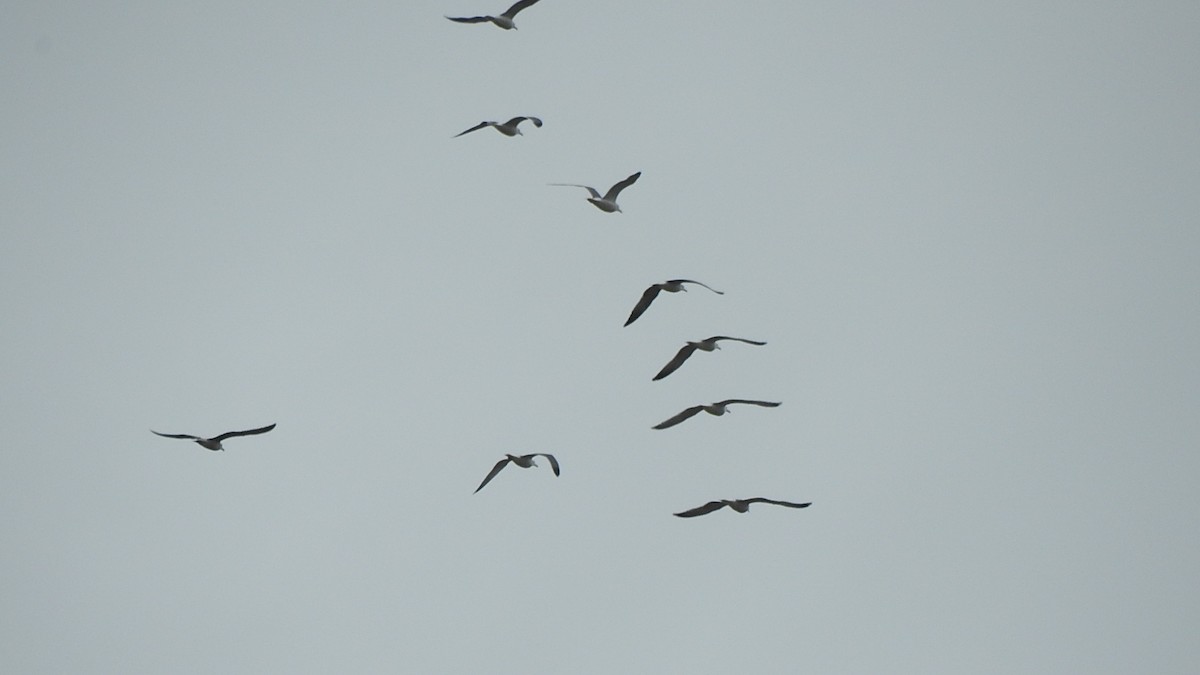 鷗亞科 - ML647673525