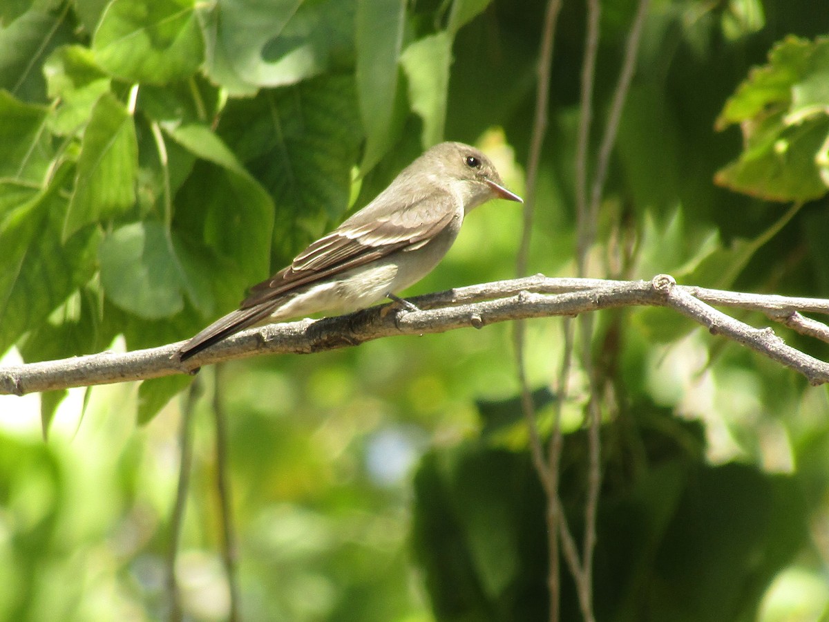 Western Wood-Pewee - ML647673527